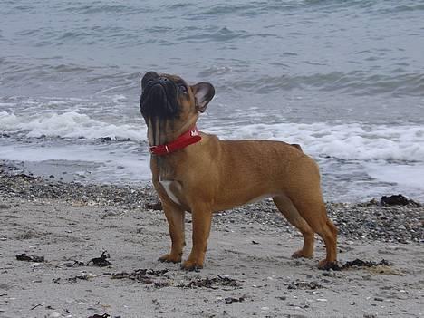 Fransk bulldog Abby (Lancomes Victoria) - Strandtur. billede 17