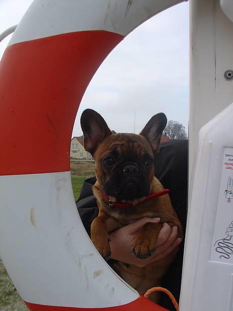 Fransk bulldog Abby (Lancomes Victoria) - Redningshund. billede 18