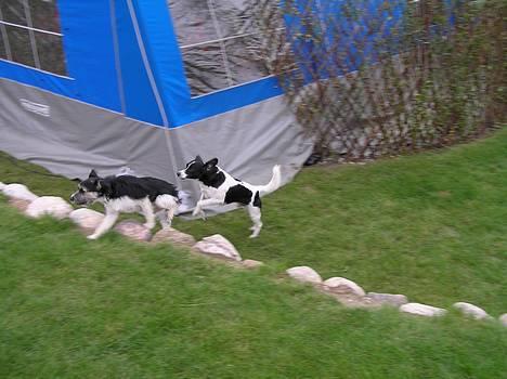 Blanding af racer Kiki billede 11