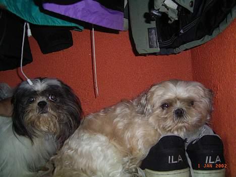 Shih tzu Fjante (død) - Jeg elsker at ligge på sko :-) billede 7
