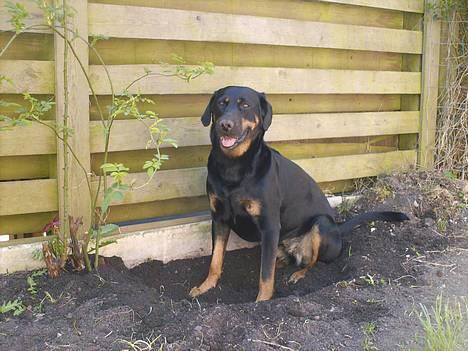 Blanding af racer Cherie billede 19