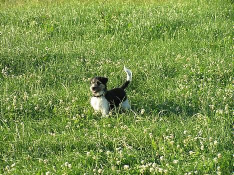 Blanding af racer Kiki billede 12