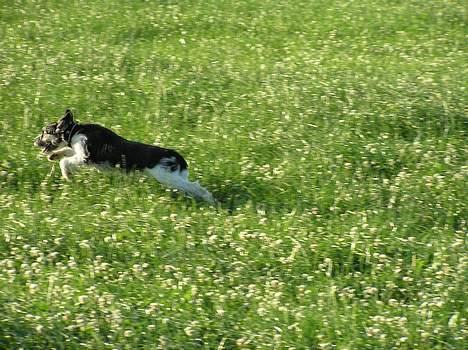 Blanding af racer Kiki billede 13