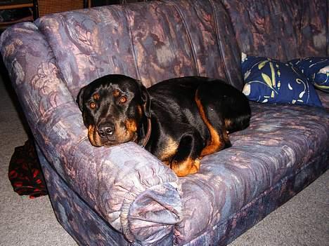 Rottweiler Chili billede 13