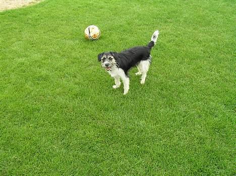 Blanding af racer Kiki billede 14