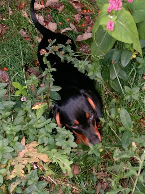 Gravhund gertrud - Gertrud tager lige en tjækker i hendes have  billede 16