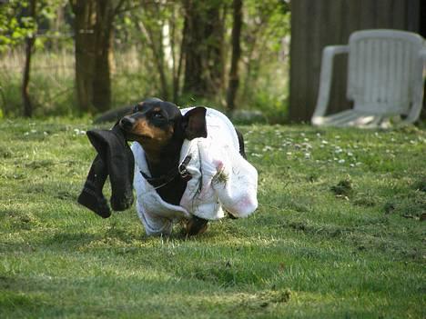 Gravhund gertrud - jjjjiiiiihhhaaa her kommer jeg men mit tøj og en sok i munden  billede 17