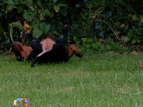 Gravhund gertrud - uhhaa her var godt billede 18