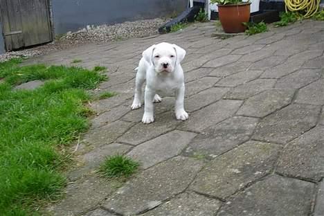 Amerikansk bulldog bongo - kom bare jeg tag dig  billede 16