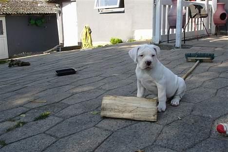 Amerikansk bulldog bongo - hvad skal jeg lave ud af den far billede 17