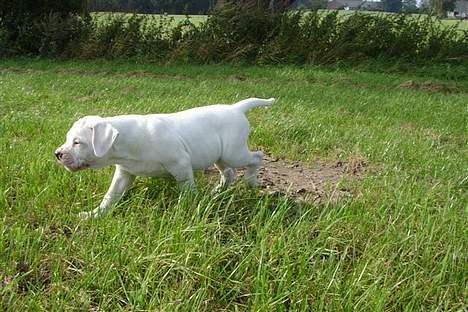 Amerikansk bulldog bongo - jeg prøver lige af find min mor billede 18