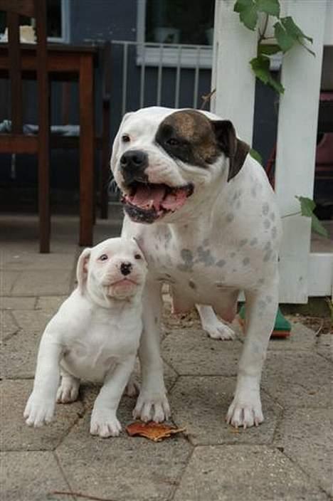 Amerikansk bulldog bongo - det er min mor jeg prøver og vælte er hun ikk flot af en mor af hver?????? jeg elsker dig mor.... billede 20
