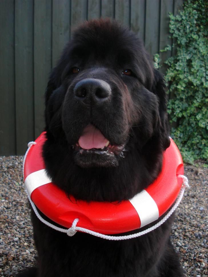 Newfoundlænder Bertha - 4/9-09 Bertha med redningskrans billede 1