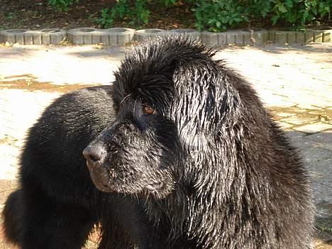 Newfoundlænder Bertha - Har lige plasket under haveslangen billede 2