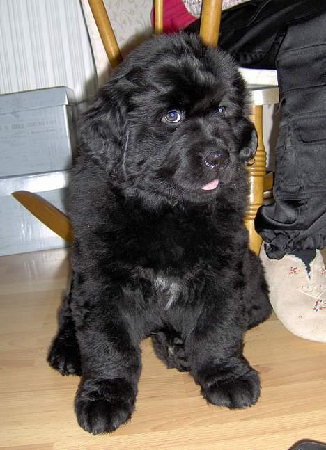 Newfoundlænder Bertha - 8 uger gammel billede 3