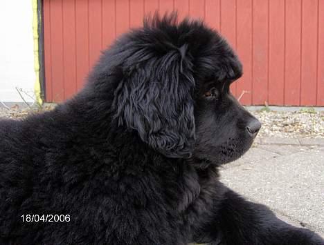 Newfoundlænder Bertha - omkr. 3 mdr. billede 4