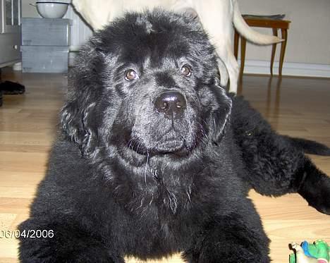 Newfoundlænder Bertha billede 5