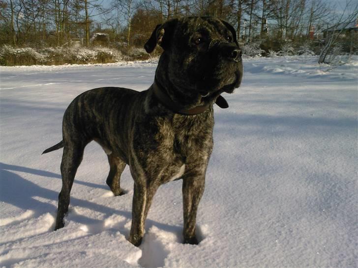 Dogo canario § Ricko § R.I.P MIN BEDSTE VEN! - 18-3-08 billede 6