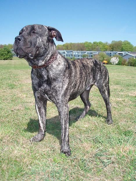 Dogo canario § Ricko § R.I.P MIN BEDSTE VEN! billede 7