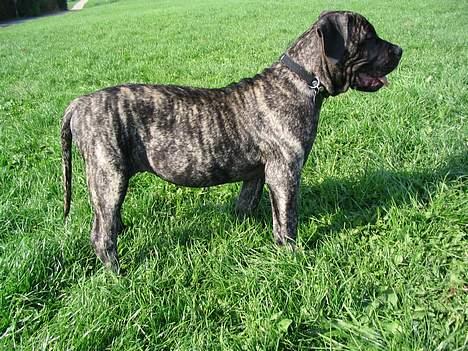 Dogo canario § Ricko § R.I.P MIN BEDSTE VEN! - Hængebuesvinet Ricko 15 Uger! billede 8