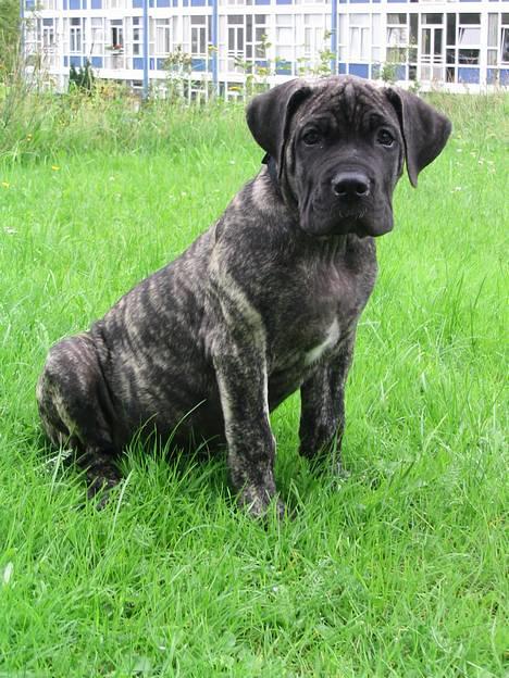 Dogo canario § Ricko § R.I.P MIN BEDSTE VEN! - 15 Uger! billede 9