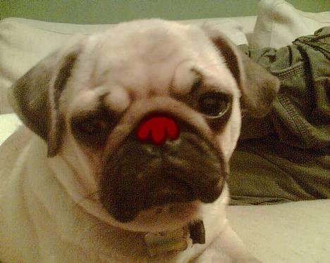 Mops Elmo - En meget farlig race...rednose...mops! billede 2