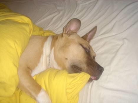 Amerikansk staffordshire terrier DK STAFF Get A Grib  - En lille lur skader ikke.. billede 1