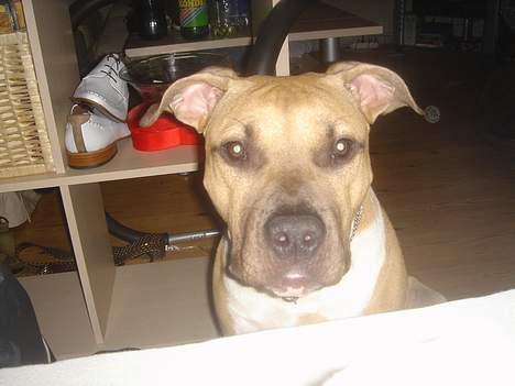 Amerikansk staffordshire terrier DK STAFF Get A Grib  billede 2