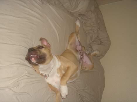 Amerikansk staffordshire terrier DK STAFF Get A Grib  - Man kan også sove på ryggen billede 3