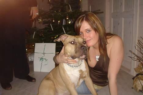 Amerikansk staffordshire terrier DK STAFF Get A Grib  - Sidder sammen med mor og gør klar til juleaften billede 4