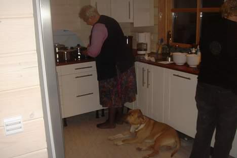 Amerikansk staffordshire terrier DK STAFF Get A Grib  - Mad skal der til billede 5