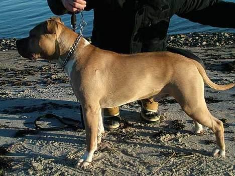 Amerikansk staffordshire terrier DK STAFF Get A Grib  - SÅDAN ser en RIGTIG Amstaff ud.  billede 6