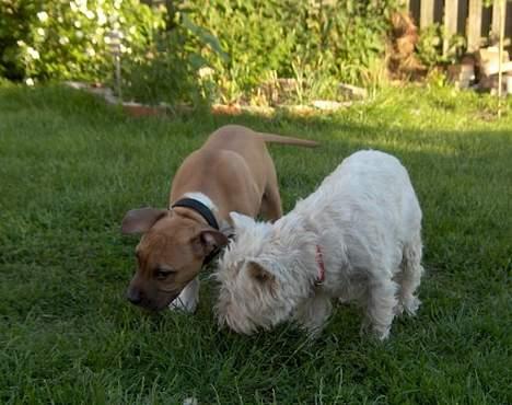Amerikansk staffordshire terrier DK STAFF Get A Grib  - Ungdomsbillede sammen med min bedste ven.... billede 7