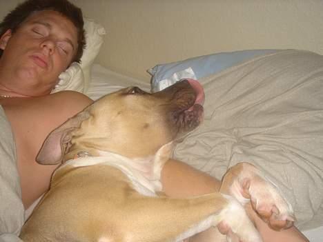 Amerikansk staffordshire terrier DK STAFF Get A Grib  - Drengene sover igen igen billede 8