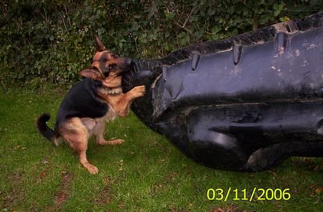 Schæferhund Kenzo - Sådan, nu fik jeg endelig  det vendt nogenlunde om /: billede 18