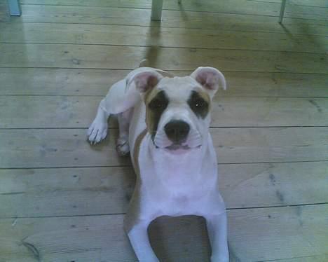 Amerikansk staffordshire terrier Jodie - Lille friske vaps! billede 9