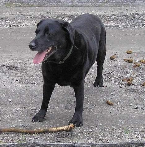 Labrador retriever Dixie  - Her vogter Dixie over hestefolden! billede 9