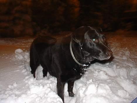 Labrador retriever Dixie  - Dixie ude i sneen, en aften. billede 10