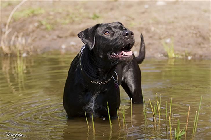 Blanding af racer Zasja *R.I.P.* :'-( - Står lige i det gode vejr og filosoferer billede 17
