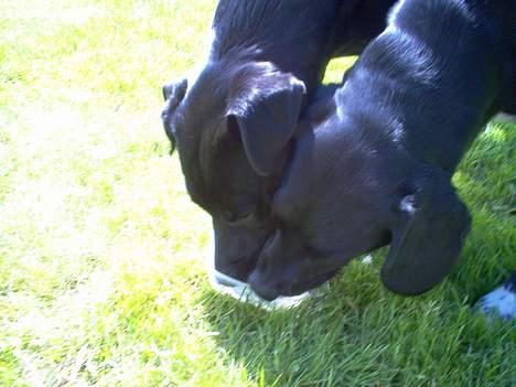 Blanding af racer Zasja *R.I.P.* :'-( - Her er mig og min buddy Zhang:-) Han er desværre væk nu:-( billede 18