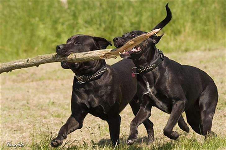 Blanding af racer Zasja *R.I.P.* :'-( - Jeg skal nok få fat i den, bare vent Ganto;-) billede 19