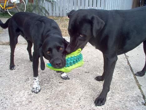 Blanding af racer Zasja *R.I.P.* :'-( - Mig og Zhang igen:-) billede 20