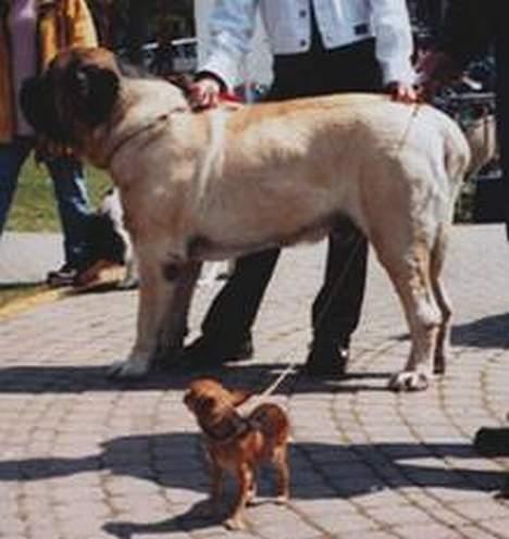 Mastiff SIMBA/FAGOT - lånt billede.. syntes det var en sjov sammen ligning billede 5