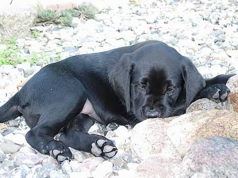Labrador retriever Betsie billede 1