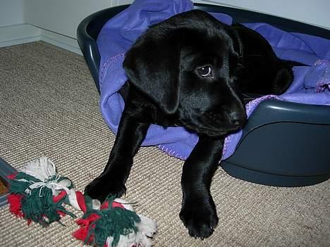 Labrador retriever Betsie billede 2