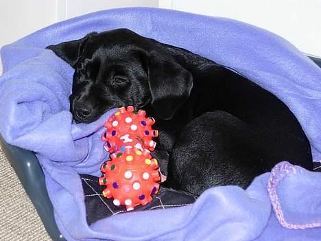 Labrador retriever Betsie billede 3