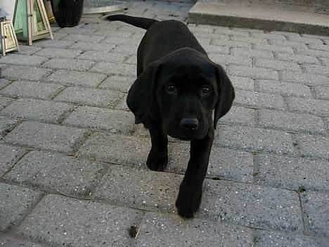 Labrador retriever Betsie billede 4