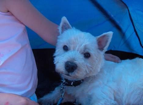 West highland white terrier Falcon Smokey Ice(Ludvig) - Her har man lige fået sommer frisure, smart ikk? ;) billede 6