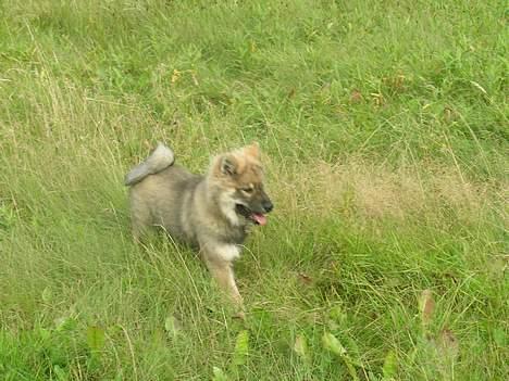 Eurasier Deco billede 12