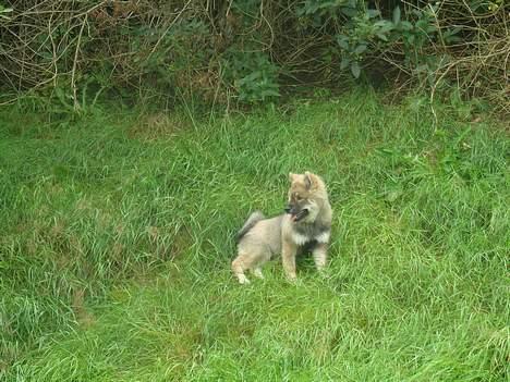 Eurasier Deco billede 13